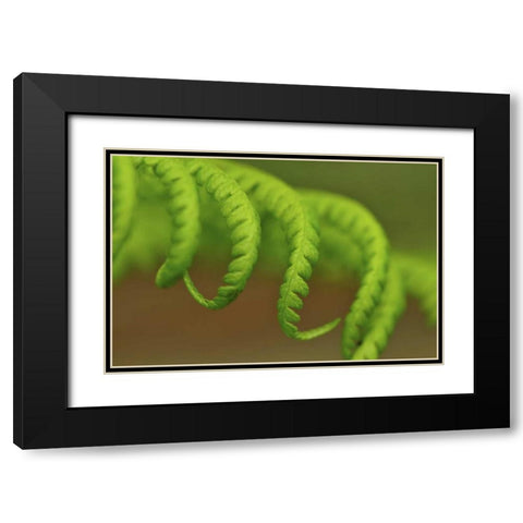 Oregon, Mt Hood NF Lady fern leaves unfurling Black Modern Wood Framed Art Print with Double Matting by Terrill, Steve