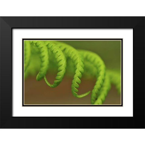 Oregon, Mt Hood NF Lady fern leaves unfurling Black Modern Wood Framed Art Print with Double Matting by Terrill, Steve