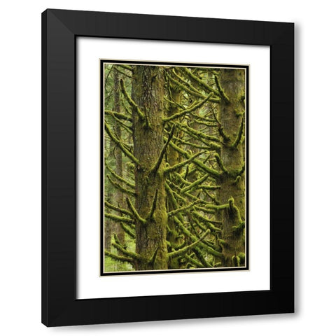 OR, Silver Falls Moss-draped Douglas fir trees Black Modern Wood Framed Art Print with Double Matting by Terrill, Steve