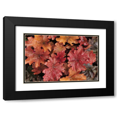 OR, Portland Foliage of peach flambe heuchera Black Modern Wood Framed Art Print with Double Matting by Terrill, Steve