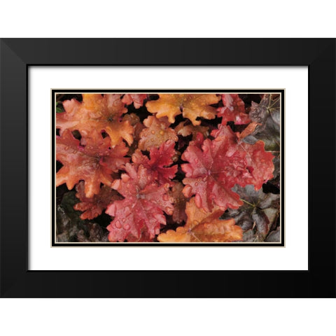 OR, Portland Foliage of peach flambe heuchera Black Modern Wood Framed Art Print with Double Matting by Terrill, Steve