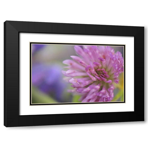 Oregon, Portland Close-up of pink clover bloom Black Modern Wood Framed Art Print with Double Matting by Terrill, Steve