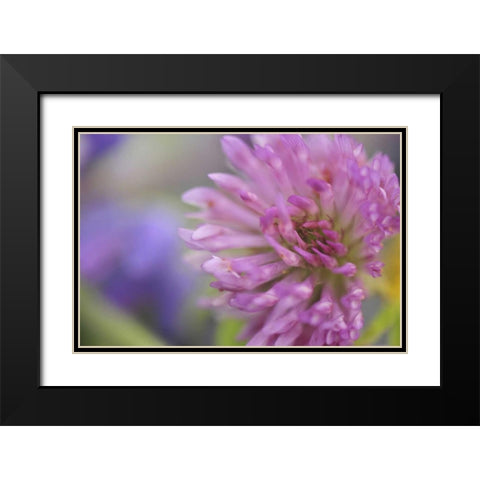 Oregon, Portland Close-up of pink clover bloom Black Modern Wood Framed Art Print with Double Matting by Terrill, Steve
