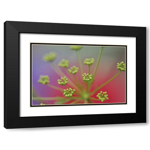 Oregon, Portland Queen Annes lace wildflower Black Modern Wood Framed Art Print with Double Matting by Terrill, Steve