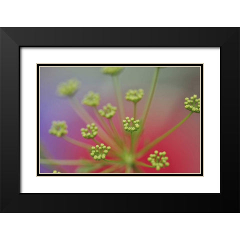 Oregon, Portland Queen Annes lace wildflower Black Modern Wood Framed Art Print with Double Matting by Terrill, Steve