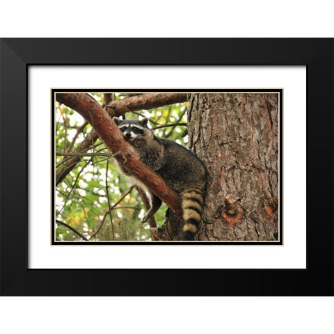 OR, Portland Raccoon resting on limb of tree Black Modern Wood Framed Art Print with Double Matting by Terrill, Steve