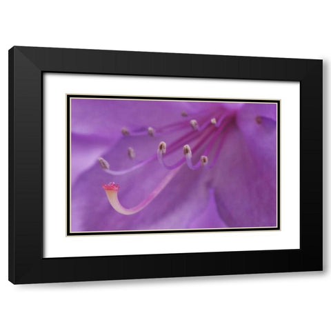 Oregon, Portland A rhododendron flower in garden Black Modern Wood Framed Art Print with Double Matting by Terrill, Steve