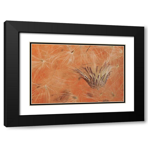 Oregon, Portland Close-up of salsify seed head Black Modern Wood Framed Art Print with Double Matting by Terrill, Steve