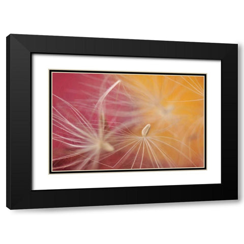 Oregon, Portland Close-up of salsify seed head Black Modern Wood Framed Art Print with Double Matting by Terrill, Steve