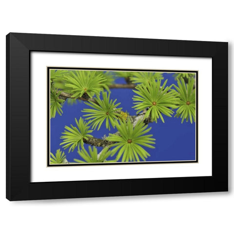 Oregon, Portland Young tamarack tree needles Black Modern Wood Framed Art Print with Double Matting by Terrill, Steve