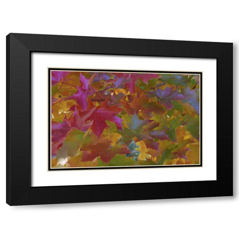 Oregon, Portland Sweet gum tree in autumn Black Modern Wood Framed Art Print with Double Matting by Terrill, Steve