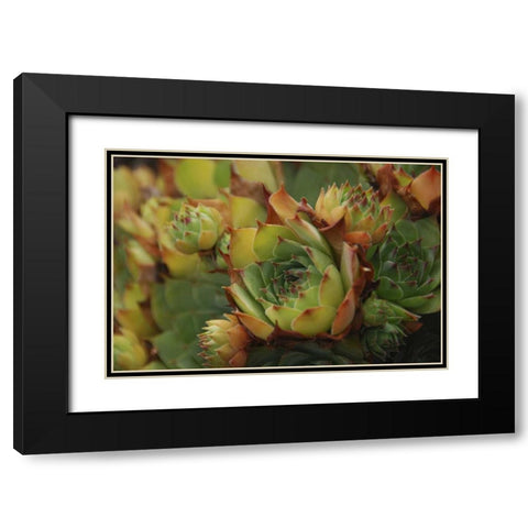 Oregon, Portland Close-up of succulent plants Black Modern Wood Framed Art Print with Double Matting by Terrill, Steve