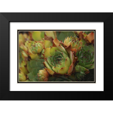 Oregon, Portland Close-up of succulent plants Black Modern Wood Framed Art Print with Double Matting by Terrill, Steve