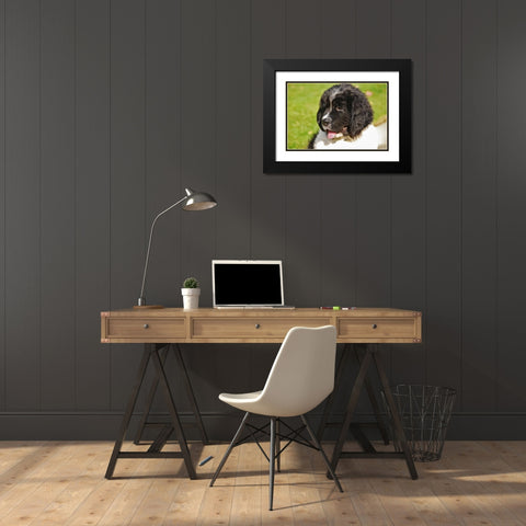 OR, Portland Landseer Newfoundland dog puppy Black Modern Wood Framed Art Print with Double Matting by Terrill, Steve