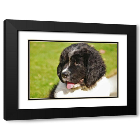 OR, Portland Landseer Newfoundland dog puppy Black Modern Wood Framed Art Print with Double Matting by Terrill, Steve