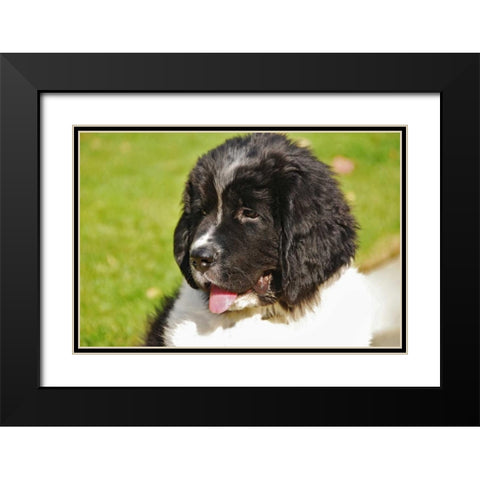 OR, Portland Landseer Newfoundland dog puppy Black Modern Wood Framed Art Print with Double Matting by Terrill, Steve