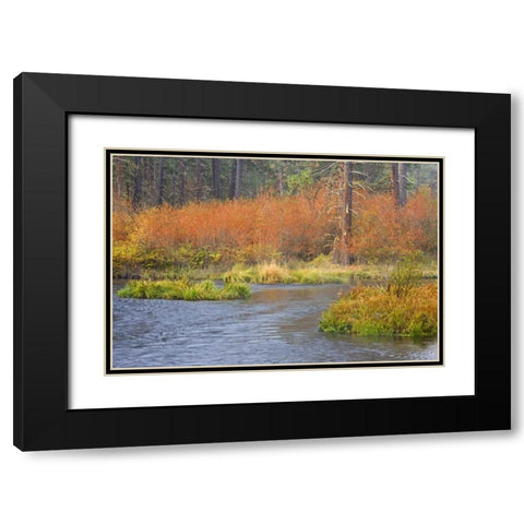 OR, Metolius River Fall along a stream bank Black Modern Wood Framed Art Print with Double Matting by Paulson, Don