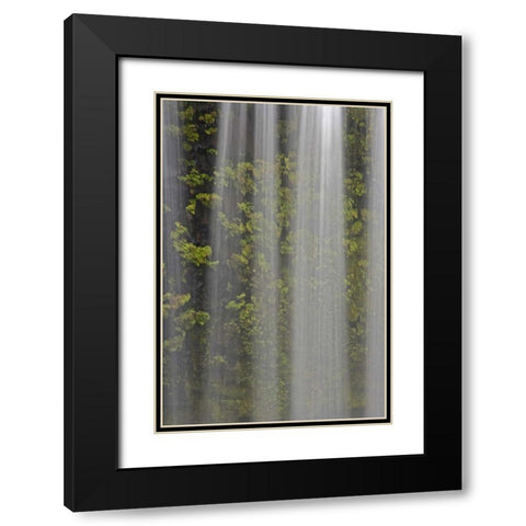 OR, Willamette NF Koosah Falls and ferns Black Modern Wood Framed Art Print with Double Matting by Paulson, Don