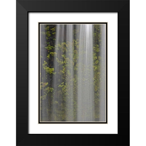 OR, Willamette NF Koosah Falls and ferns Black Modern Wood Framed Art Print with Double Matting by Paulson, Don