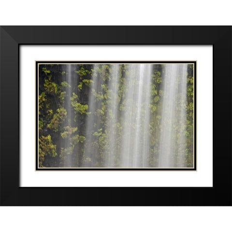 OR, Willamette NF Koosah Falls and ferns Black Modern Wood Framed Art Print with Double Matting by Paulson, Don