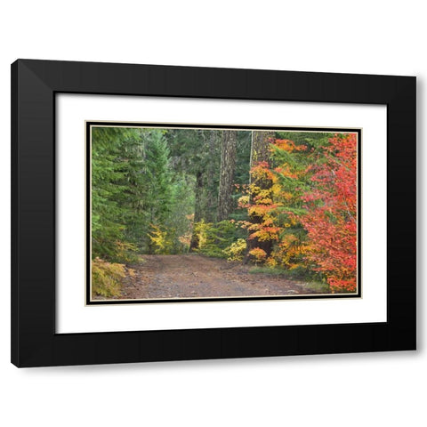 OR, Willamette NF Historic Santiam Wagon Road Black Modern Wood Framed Art Print with Double Matting by Paulson, Don