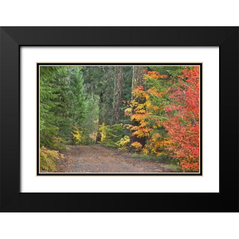 OR, Willamette NF Historic Santiam Wagon Road Black Modern Wood Framed Art Print with Double Matting by Paulson, Don