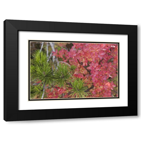 Oregon Huckleberry bush leaves and pine needles Black Modern Wood Framed Art Print with Double Matting by Paulson, Don