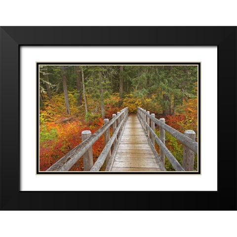 OR, Willamette  Bridge on McKenzie River Trail Black Modern Wood Framed Art Print with Double Matting by Paulson, Don