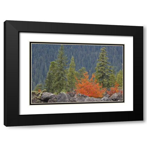 Oregon, Willamette NF Volcanic rock in forest Black Modern Wood Framed Art Print with Double Matting by Paulson, Don