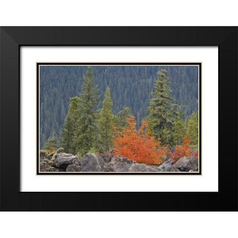 Oregon, Willamette NF Volcanic rock in forest Black Modern Wood Framed Art Print with Double Matting by Paulson, Don