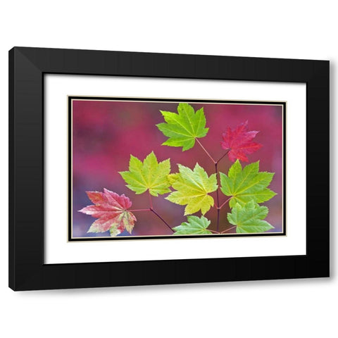 OR, Willamette NF Vine maple leaves in autumn Black Modern Wood Framed Art Print with Double Matting by Paulson, Don