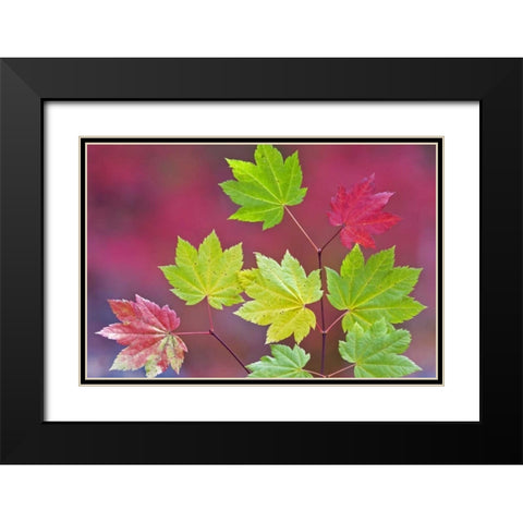 OR, Willamette NF Vine maple leaves in autumn Black Modern Wood Framed Art Print with Double Matting by Paulson, Don