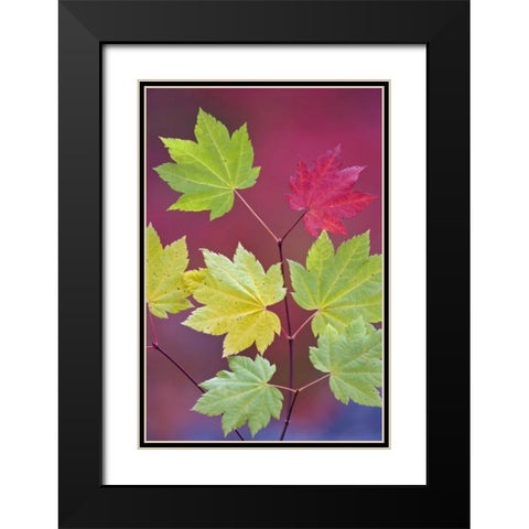 OR, Willamette NF Vine maple leaves in autumn Black Modern Wood Framed Art Print with Double Matting by Paulson, Don