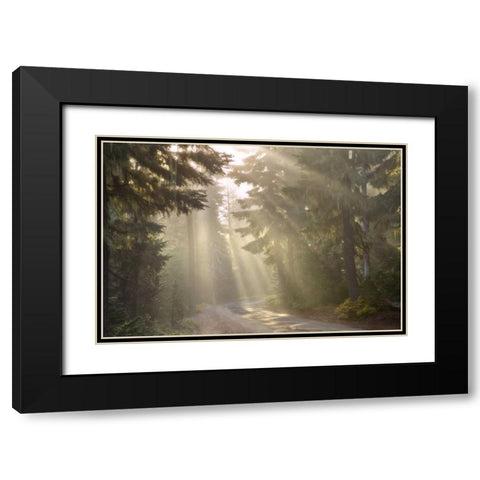 OR, Willamette NF God rays illumine foggy forest Black Modern Wood Framed Art Print with Double Matting by Paulson, Don
