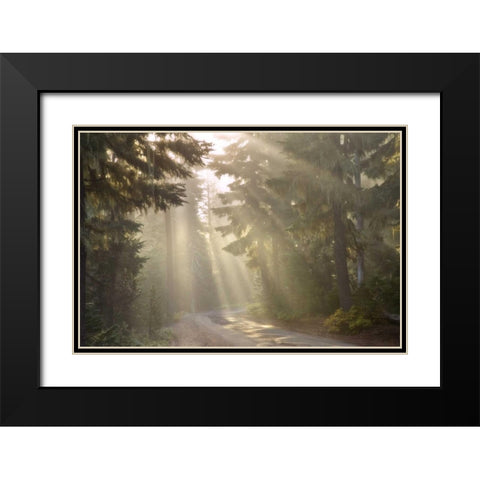 OR, Willamette NF God rays illumine foggy forest Black Modern Wood Framed Art Print with Double Matting by Paulson, Don