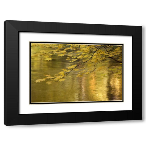 OR, Rogue River NF Vine maple over Rogue River Black Modern Wood Framed Art Print with Double Matting by Paulson, Don
