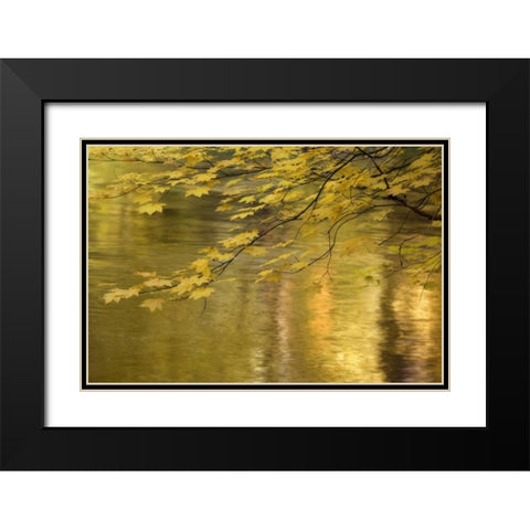 OR, Rogue River NF Vine maple over Rogue River Black Modern Wood Framed Art Print with Double Matting by Paulson, Don