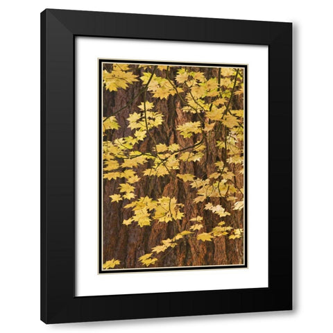 OR, Rogue River NF Vine maple leaves Black Modern Wood Framed Art Print with Double Matting by Paulson, Don