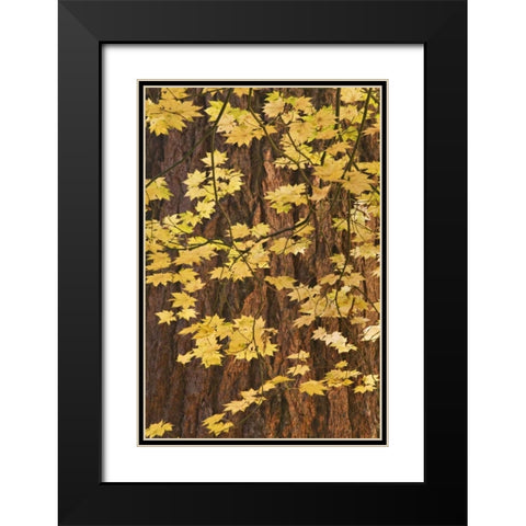 OR, Rogue River NF Vine maple leaves Black Modern Wood Framed Art Print with Double Matting by Paulson, Don