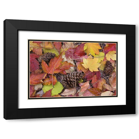 OR, Rogue River NF Forest floor in Autumn Black Modern Wood Framed Art Print with Double Matting by Paulson, Don