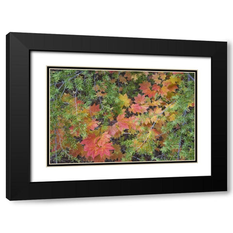 OR, Rogue River NF Vine maple leaves and hemlock Black Modern Wood Framed Art Print with Double Matting by Paulson, Don