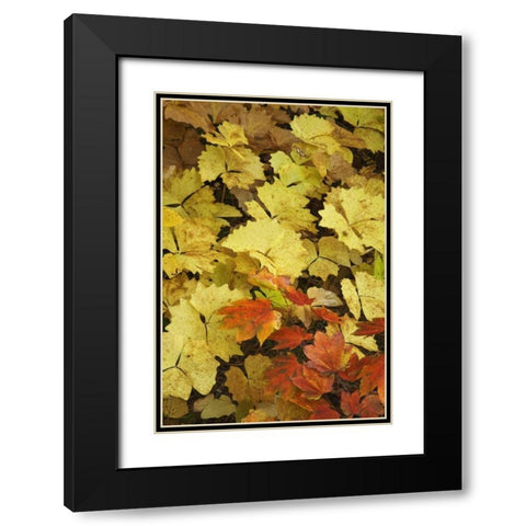 OR, Rogue River NF Leaves on forest floor Black Modern Wood Framed Art Print with Double Matting by Paulson, Don