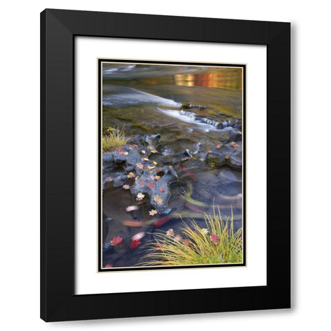 OR, Rogue River NF Leaves and autumn reflections Black Modern Wood Framed Art Print with Double Matting by Paulson, Don