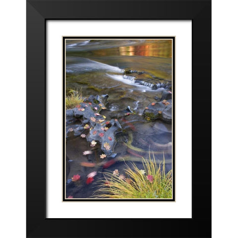 OR, Rogue River NF Leaves and autumn reflections Black Modern Wood Framed Art Print with Double Matting by Paulson, Don