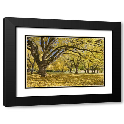 Oregon, Joseph H Stewart Walnut trees in autumn Black Modern Wood Framed Art Print with Double Matting by Paulson, Don