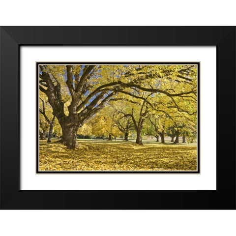 Oregon, Joseph H Stewart Walnut trees in autumn Black Modern Wood Framed Art Print with Double Matting by Paulson, Don