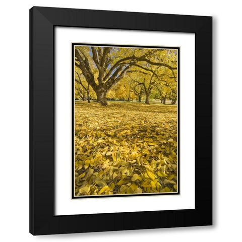Oregon, Joseph H Stewart Walnut trees in autumn Black Modern Wood Framed Art Print with Double Matting by Paulson, Don