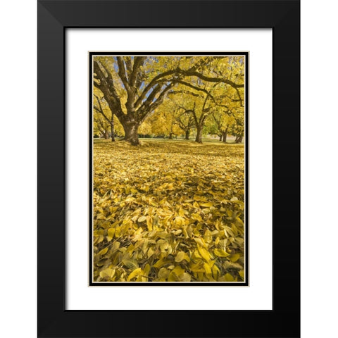 Oregon, Joseph H Stewart Walnut trees in autumn Black Modern Wood Framed Art Print with Double Matting by Paulson, Don