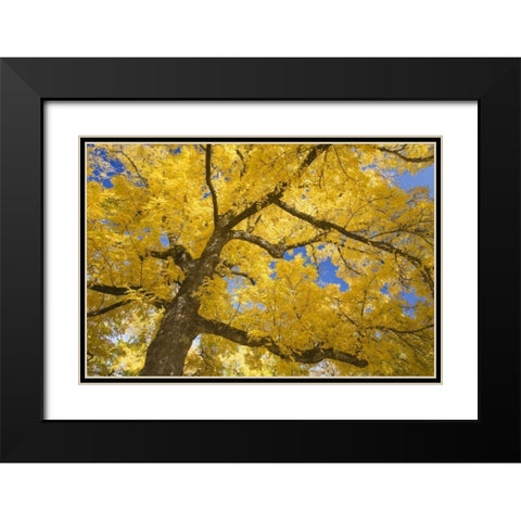 Oregon, Joseph H Stewart Walnut tree in autumn Black Modern Wood Framed Art Print with Double Matting by Paulson, Don