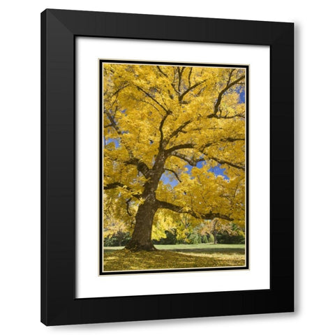 Oregon, Joseph H Stewart Walnut tree in autumn Black Modern Wood Framed Art Print with Double Matting by Paulson, Don